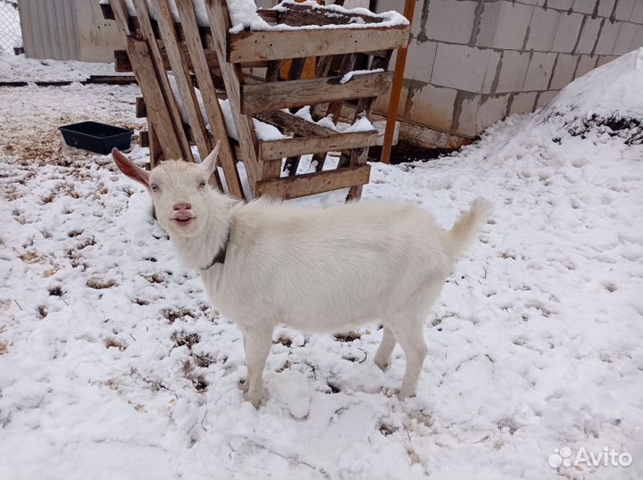 Козел зааненский 100, вязка