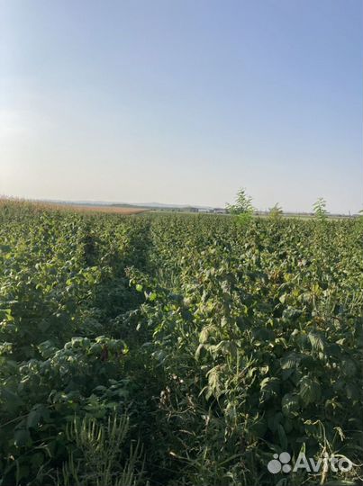 Ремонтантная малина