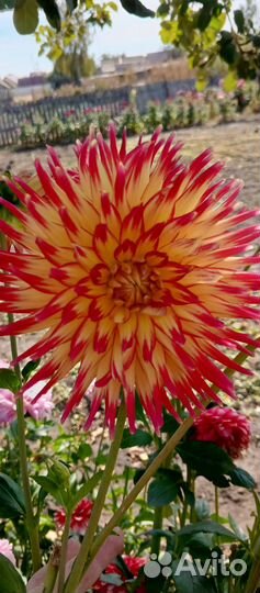 Георгины клубни