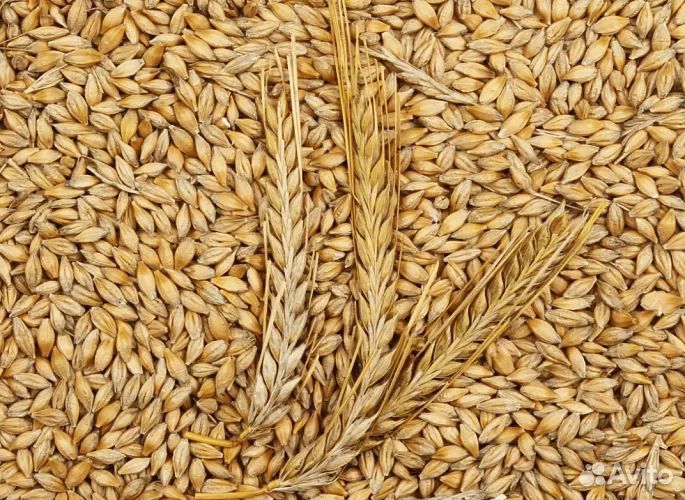 Зерно пшеница ячмень