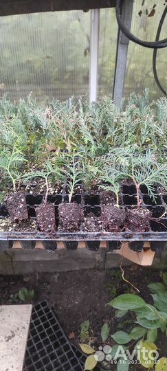 Туя смарагд, самшит, можжевельник