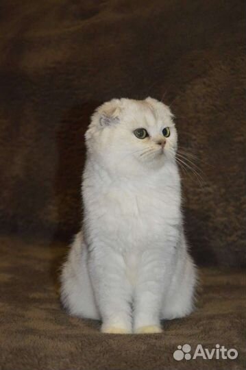 Шотландская кошечка