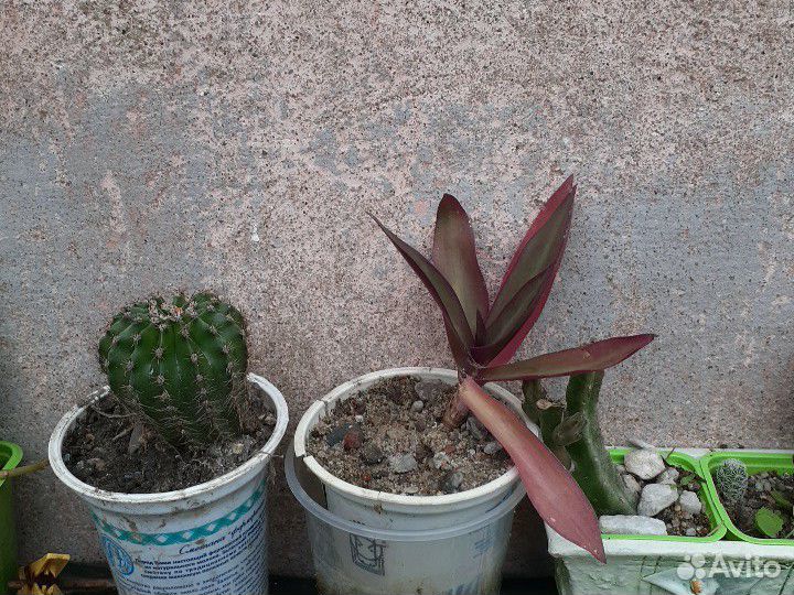 Комнатные цветы и растения