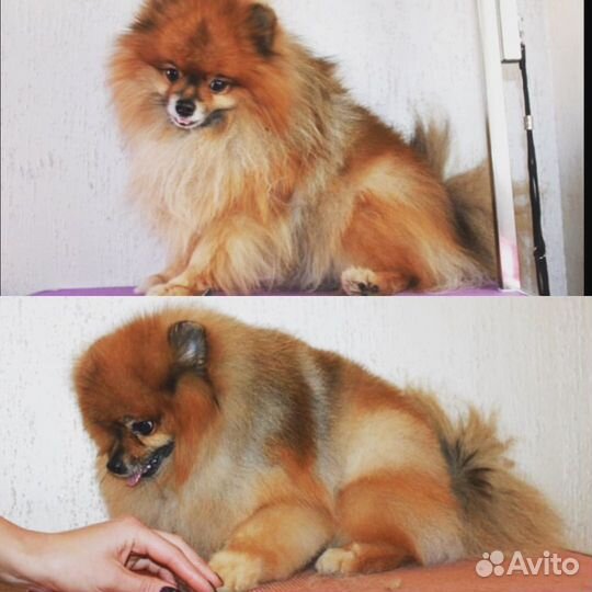 Стрижка собак бесплатно