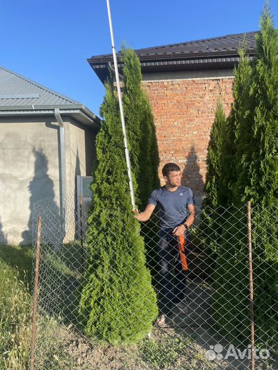 Туя колумна,смарагд