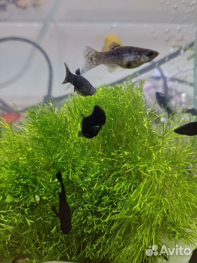 Аквариумные растения