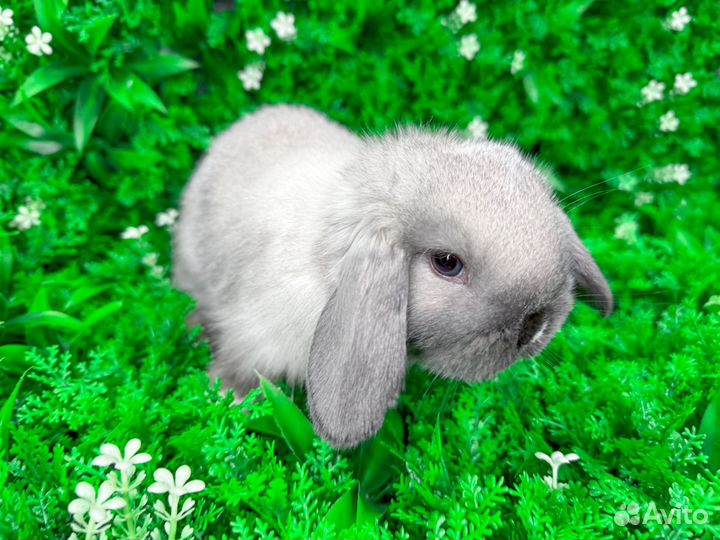 Карликовый кролик - хотот как у Самойловой