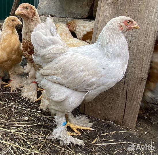 Цыплята брама (4-5 месяца)