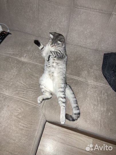 Отдам кота в хорошие руки