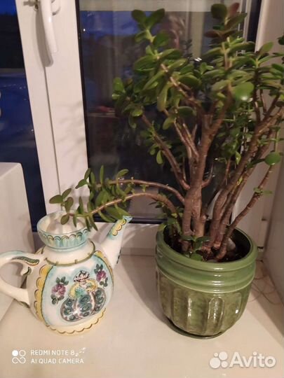 Кувшины для воды, сока, вина