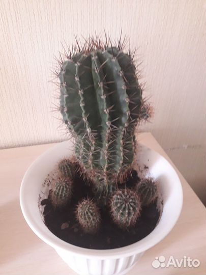 Кактусы бесплатно