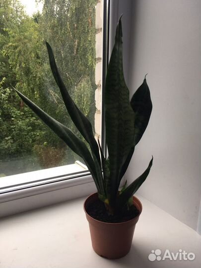 Комнатные цветы