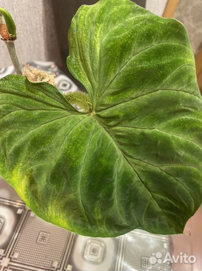 Филодендрон бородавчатый, коллизия розовая пантера