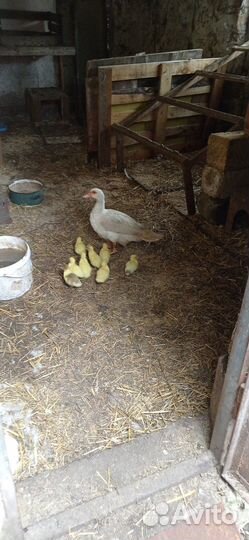 Продам утят индоутки, тяжёлых пород