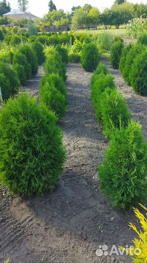 Туя Брабант