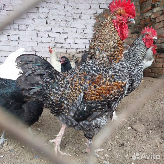 Молодые петухи