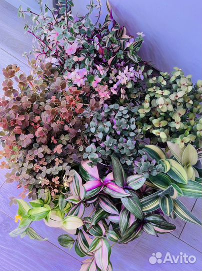 Традесканции/Каллизии/Крестовники Роули