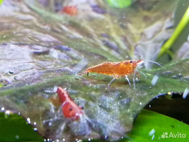 Креветка аквариумная