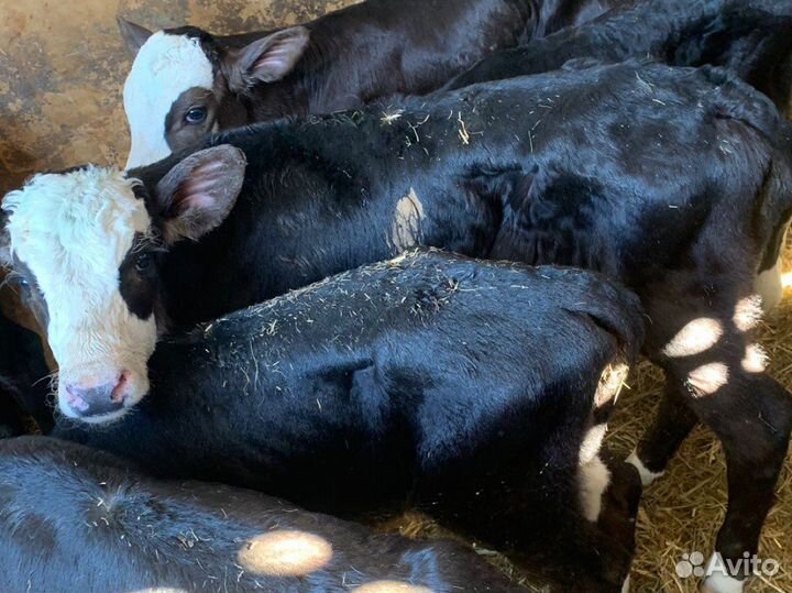 Бычки телята