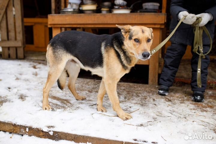Пес-компаньон Граф в добрые руки