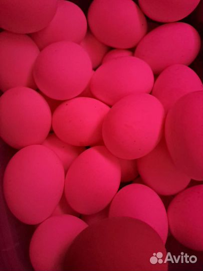 Инкубационное яйцо легорн