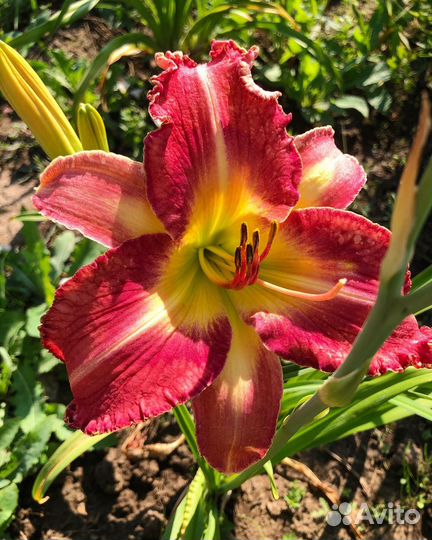 Лилейники сортовые