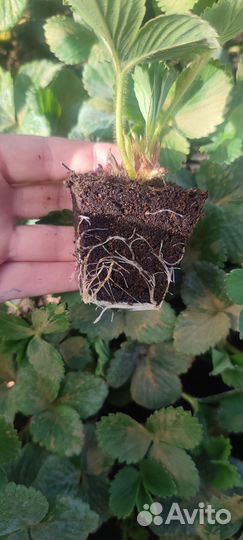 Саженцы (рассада) ремонтантной клубники Аниа (Аня)