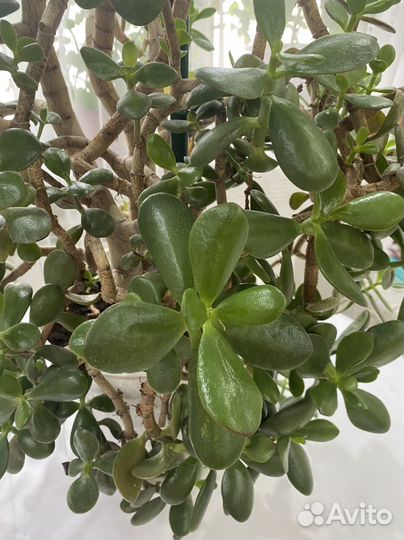 Красула толстянка 