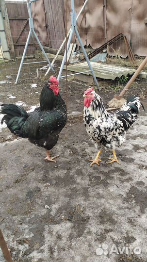 Молодые петухи