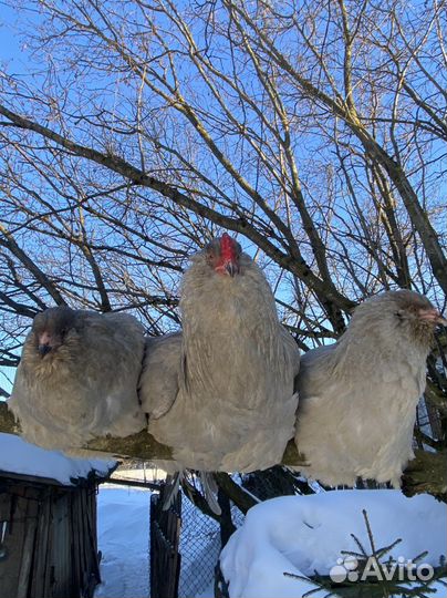 Инкубационное яйцо амераукана лаванда