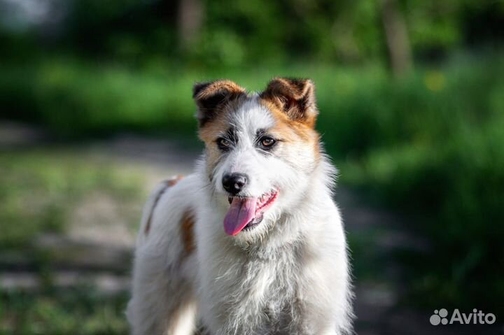 Очаровательный щенок