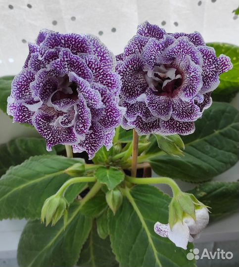 Глоксиния сортовая