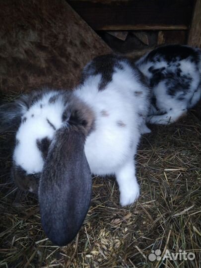 Кролики французский баран