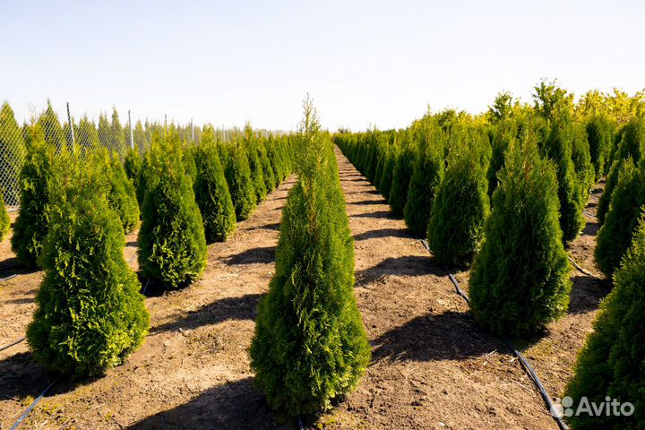Туя Колумна от 1м до 2,2м в наличии