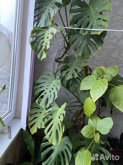 Комнатные цветы