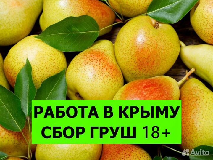 Работа в Крыму. Сборщик груш 18+