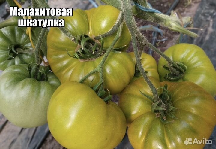 Рассада томатов (семена от коллекционеров)