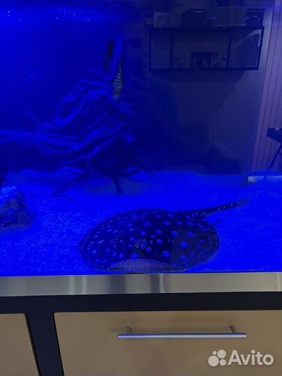 Аквариум 1500л