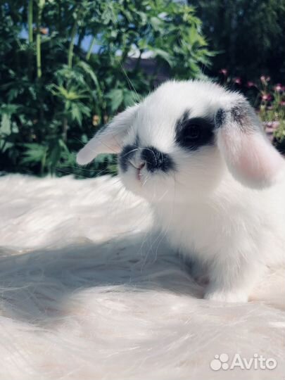 Вислоухие карликовые кролики