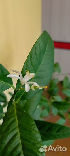 Лимон плодоносящий