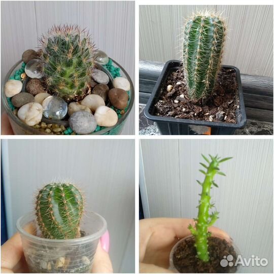 Кактусы и суккуленты