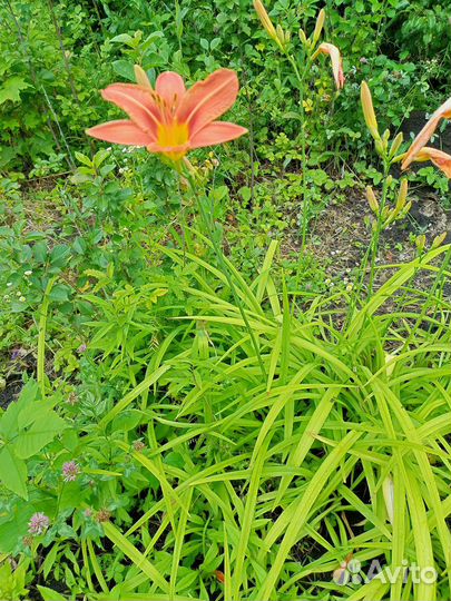 Цветы лилии садовые