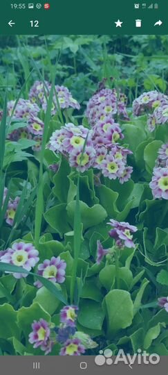 Многолетняя рассада Примула,маргаритки махроаые