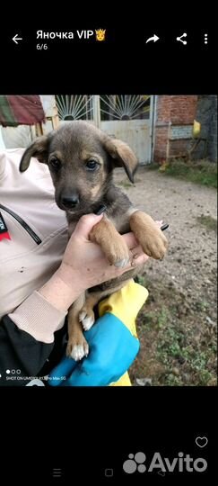 Щенки девочки 2 месяца в добрые руки