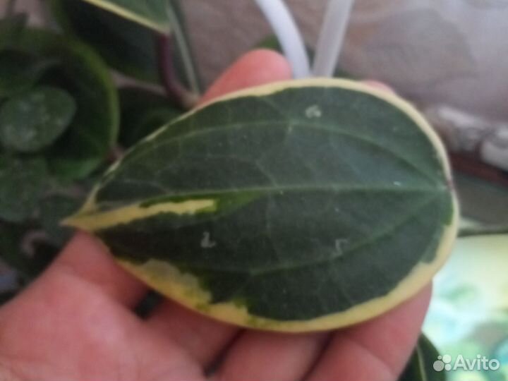 Хойя макрофила альбомаргината