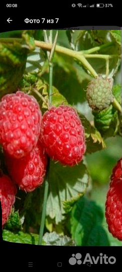 Малина кусты