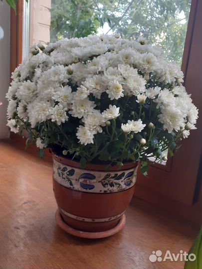 Цветущая хризантема