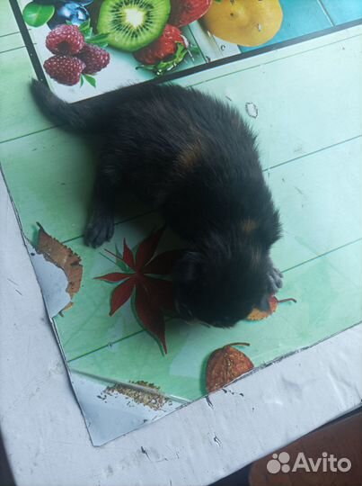 Котята мейн-кун