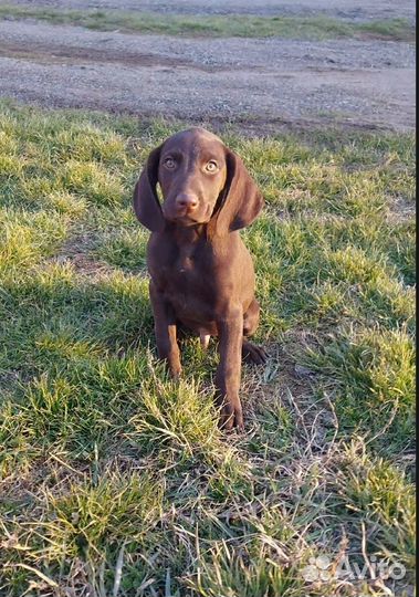 Щенки курцхаара