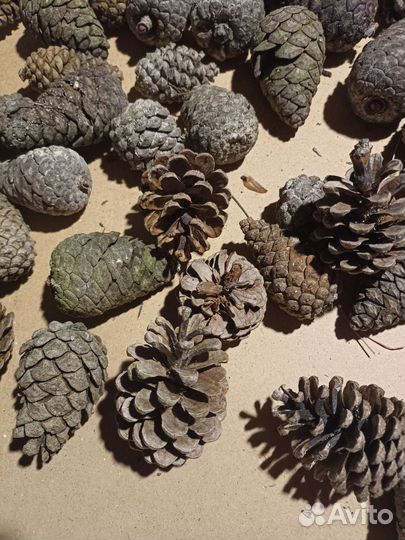 Шишка сосновая крымская